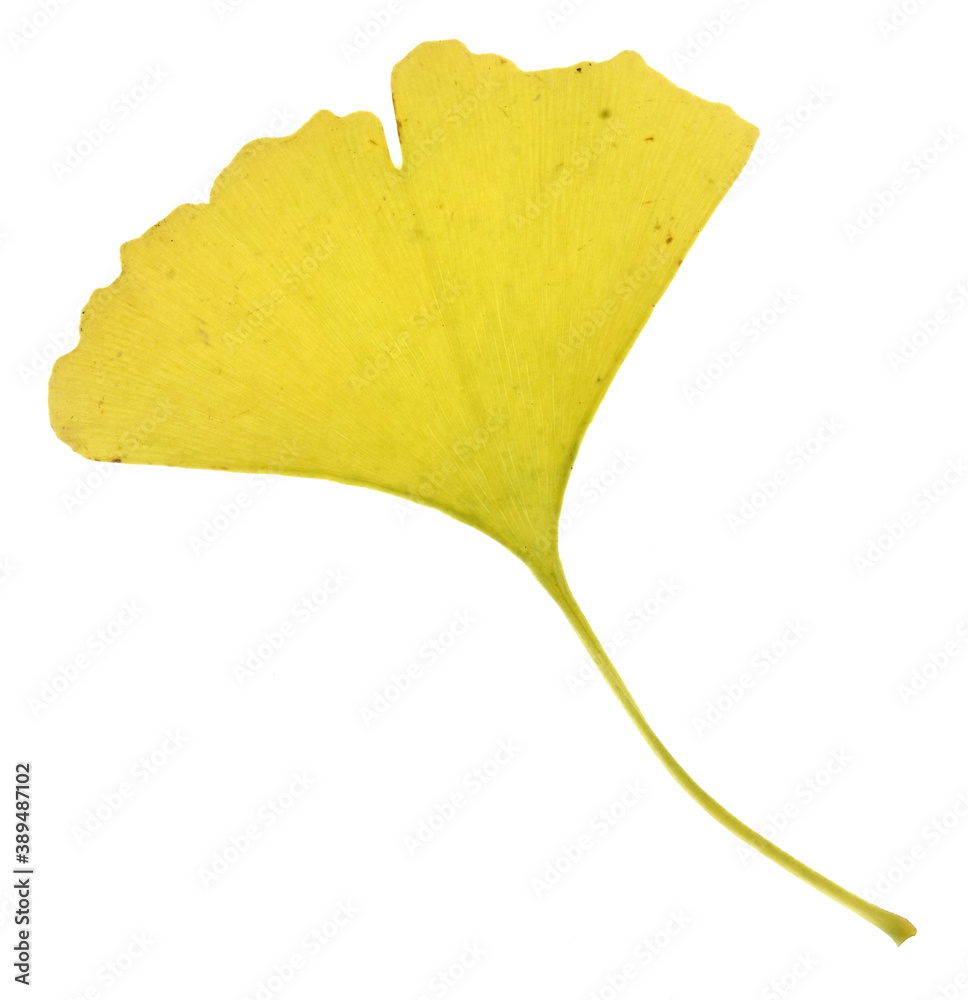 Naklejka premium Ginkgo biloba leaf isolated on white background