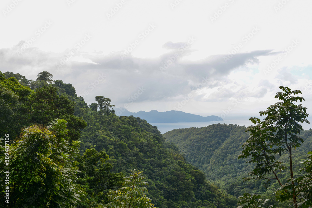 Martinique Jungle View
