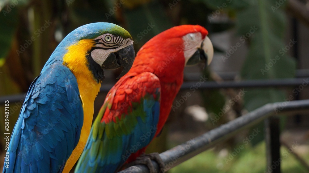 blue and yellow macaw blue and yellow macaw