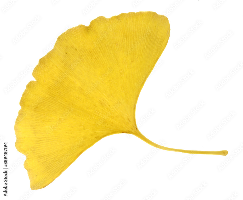Naklejka premium Ginkgo biloba leaf isolated on white background