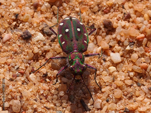 Tiger Beetle (Cicindela maroccana) photo
