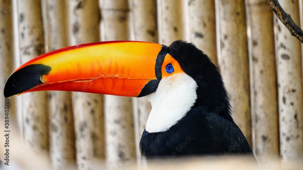 Obraz premium toucan in the zoo