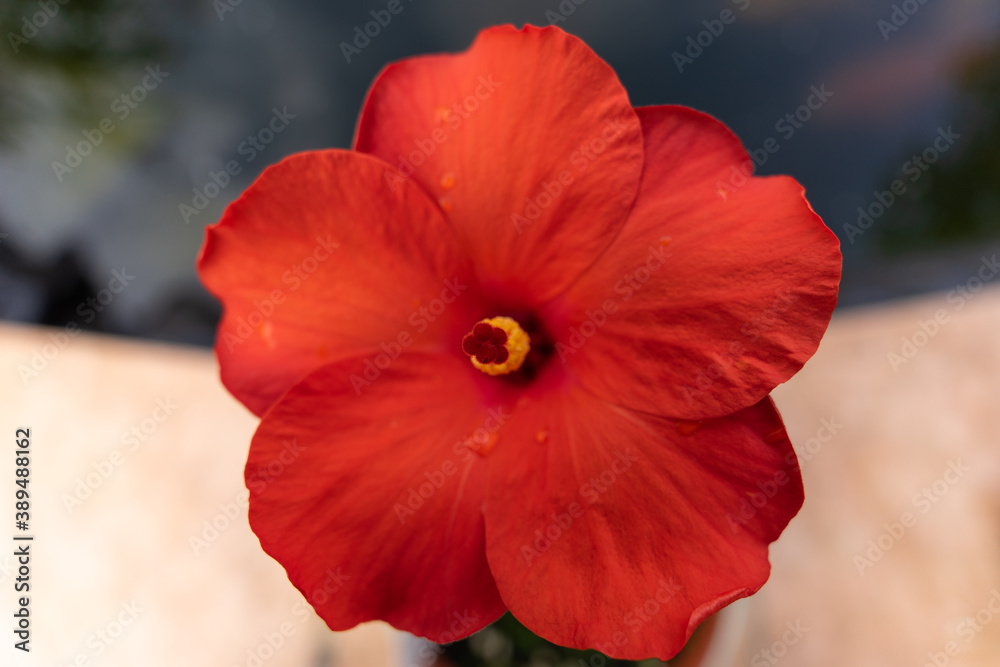 Obraz premium Rote Hibiskus Blüte