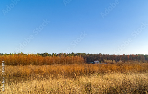 Autumn forest