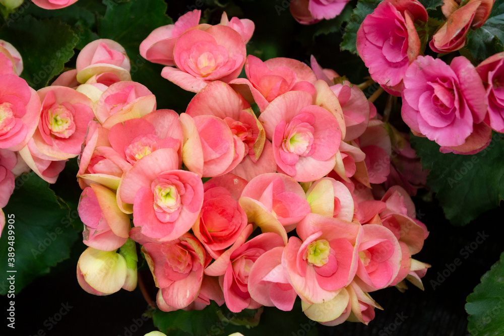 Pink begonia flowers on a background of green leaves close-up. Pink begonia flowers on a background of green leaves close-up.