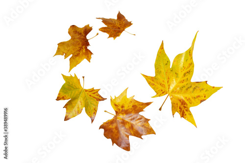 Flying autumn yellow plane tree leaves spiral isolated on white.