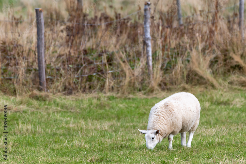 Obraz premium A young wooly lamb grazing in a green grassy field. There are wooden posts and a wire fence in the background. The young light colored ewe has its head down in the pasture feeding on the countryside.