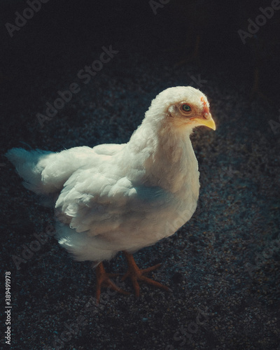 white chicken on a farm