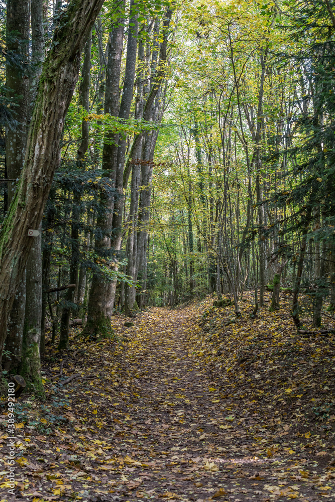 A forest path during fall in Europe, Alsace, France A forest path during fall in Europe, Alsace, France