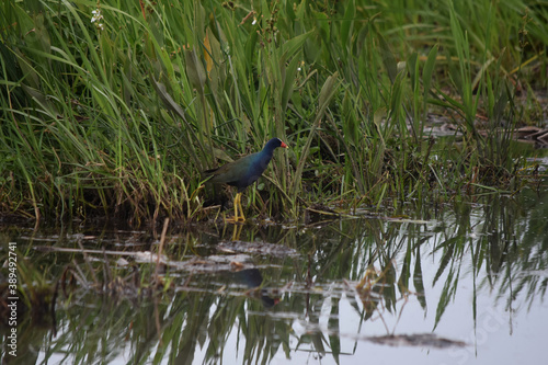 Unusual Bird Standing in Marsh Grass in New Orleans