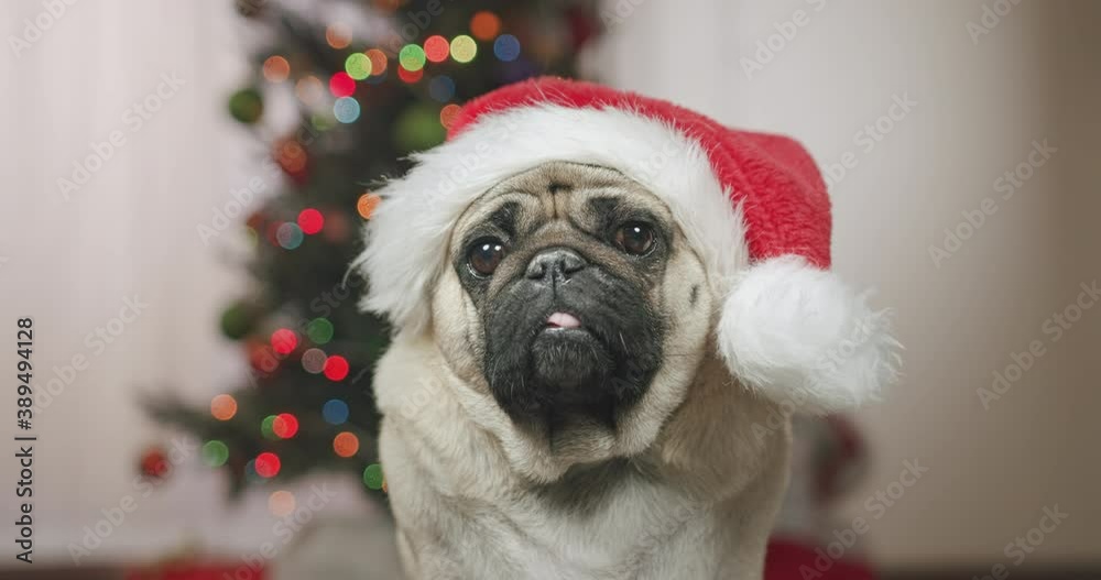 Portrait of funny cute pug dog with Santa hat. Decorated Christmas tree at the background. Funny tilting head with surprise and interest, reacting to owner. Looking at the camera Portrait of funny cute pug dog with Santa hat. Decorated Christmas tree at the background. Funny tilting head with surprise and interest, reacting to owner. Looking at the camera