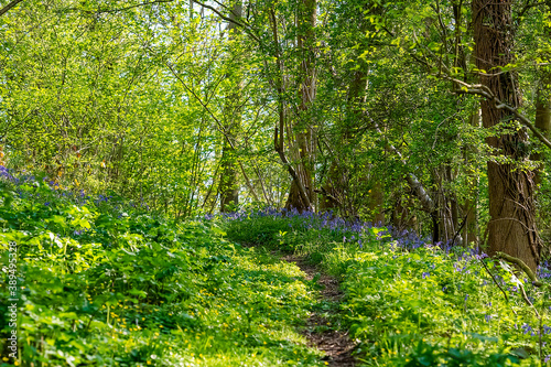 Path through Bluebells carpeting woodlands