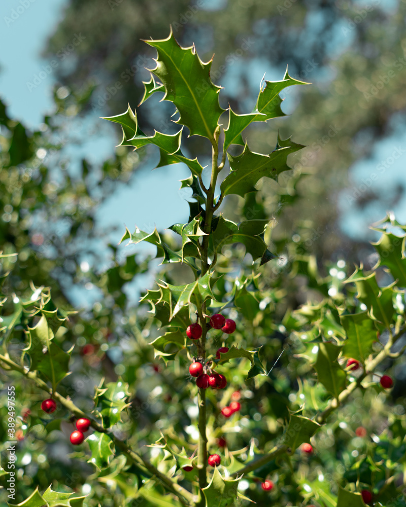Green holly and red berries during day light Green holly and red berries during day light