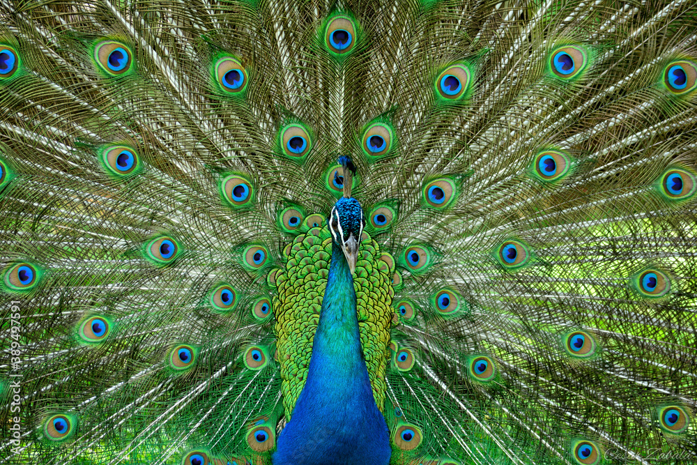 Fototapeta premium close up of peacock