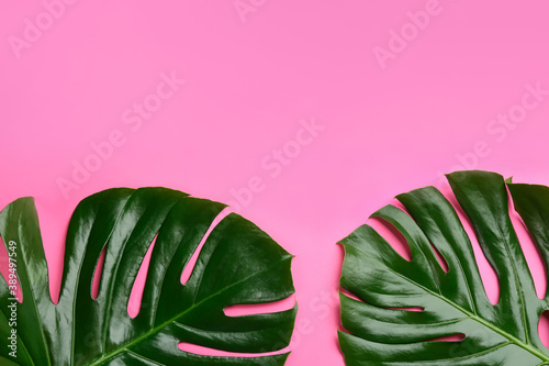 Beautiful monstera leaves on pink background, flat lay with space for text. Tropical plant