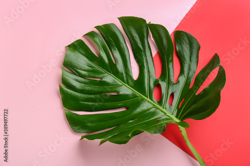 Beautiful monstera leaf on color background, top view. Tropical plant