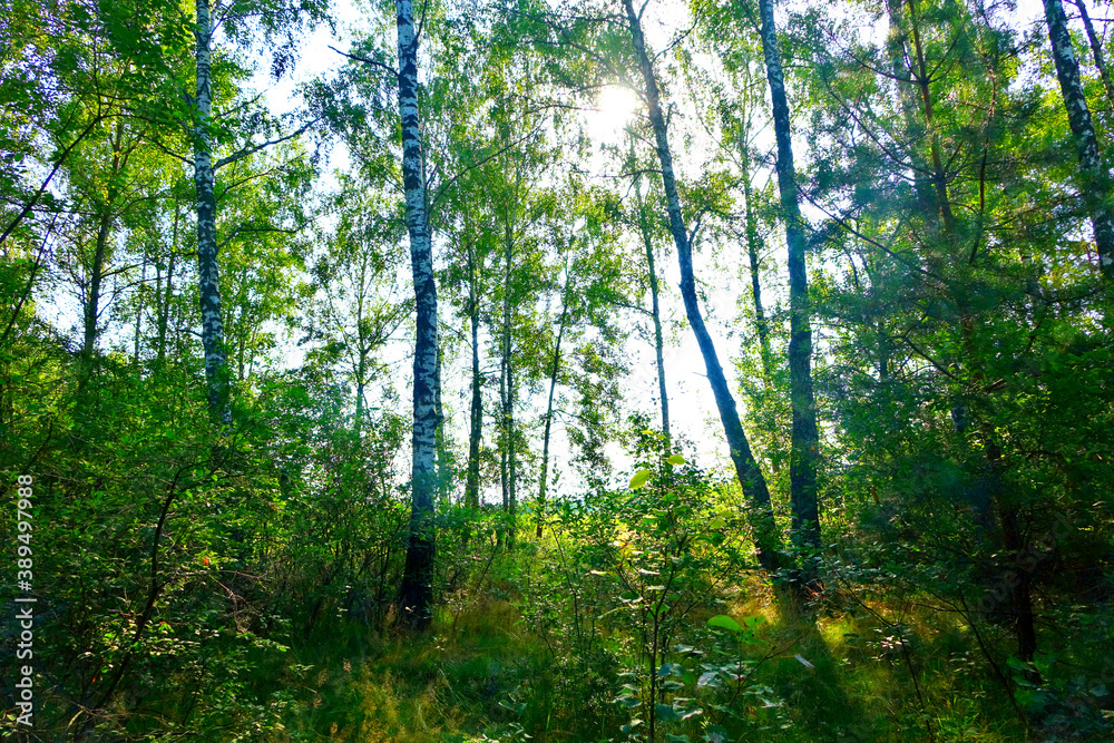 Fototapeta premium Birch forest with green underbrush of grass and bushes with leaves. White trunks against the backdrop of light from the sky.