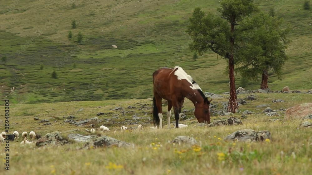 the horse grazes in the meadow and eats green grass against the background of barons and sheep near the forest and mountains the horse grazes in the meadow and eats green grass against the background of barons and sheep near the forest and mountains