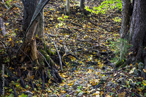 Rocky bed of a dry stream and tree roots, autumn view in the forest 