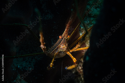 Yellowline Arrow crab (Stenorhyncus seticornis) on the Longbay Reef dive site, St Martin, Dutch Caribbean