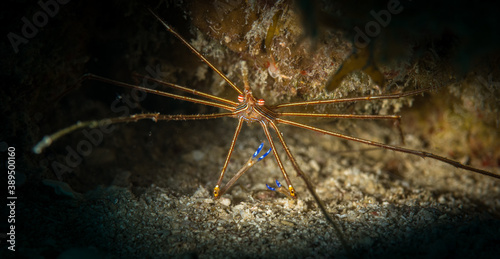 Yellowline Arrow crab (Stenorhyncus seticornis) on the Longbay Reef dive site, St Martin, Dutch Caribbean photo