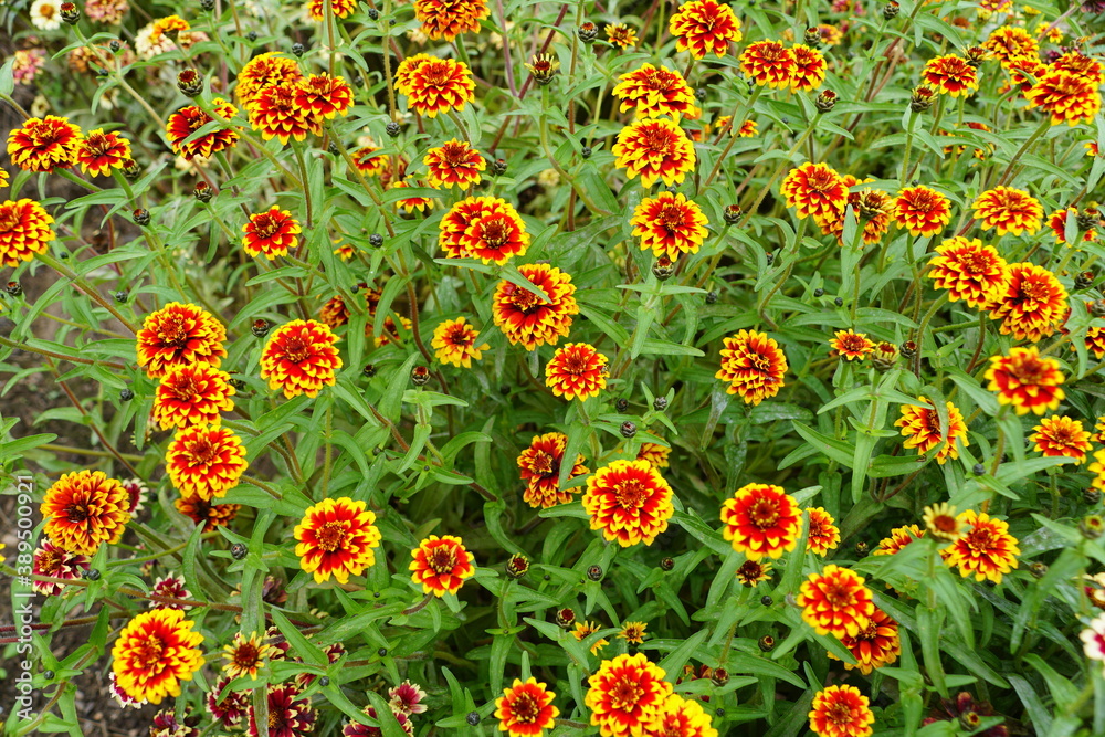 Red and yellow 'Jazzy Group' zinnia flowers