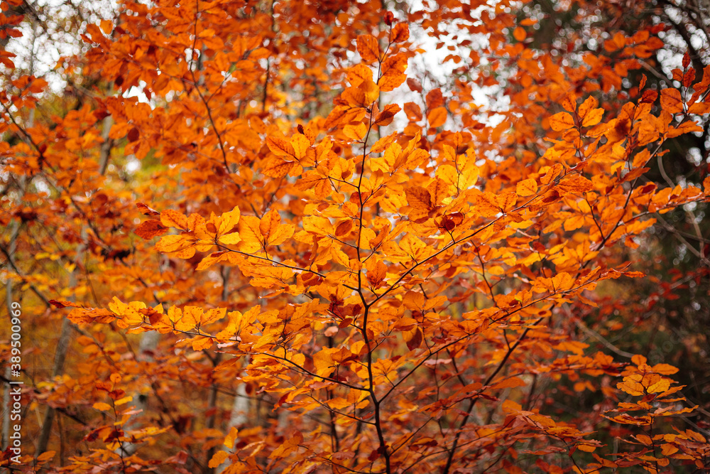 Leuchtendes herbstliches Rotbuchenlaub (Fagus sylvatica) Rotbuche / autumn foliage of common (European) beech in Germany Leuchtendes herbstliches Rotbuchenlaub (Fagus sylvatica) Rotbuche / autumn foliage of common (European) beech in Germany