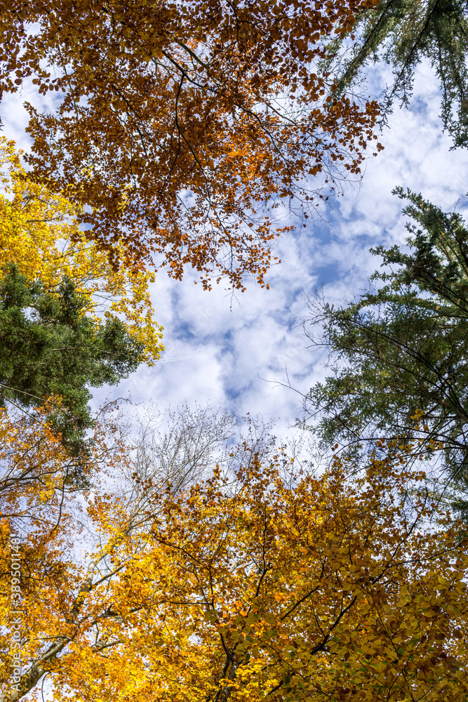 Fototapeta premium Low angle shot in a forest during fall.