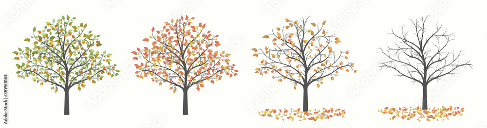 Tree with green leaves and fruit in four versions with leaves and without leaves Tree with green leaves and fruit in four versions with leaves and without leaves