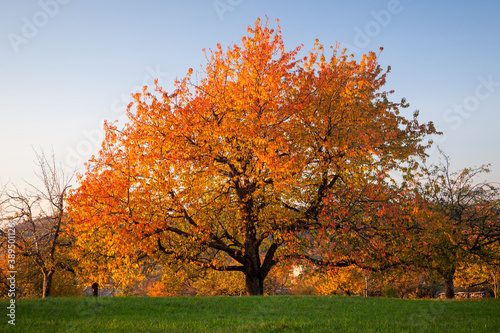 Leuchtend orange-roter Kirschbaum im Herbst   Kirschlaub   bright cherry tree with red foliage in autumn  Germany