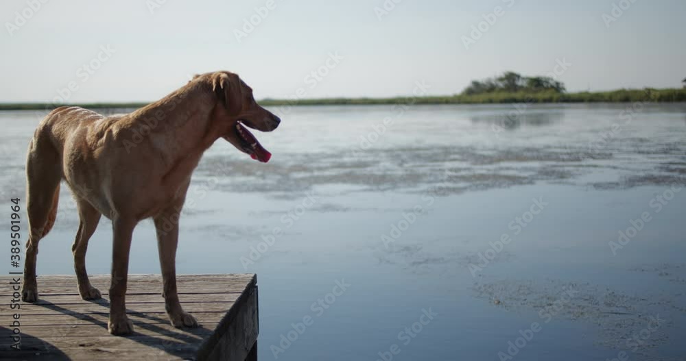Happy dog standing on a dock overlooking the water