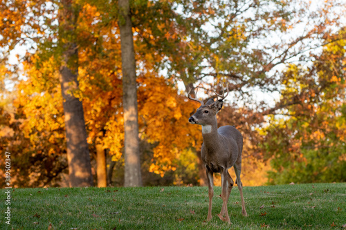 Whitetailed deer buck in fall photo