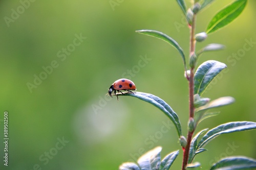 Ladybug