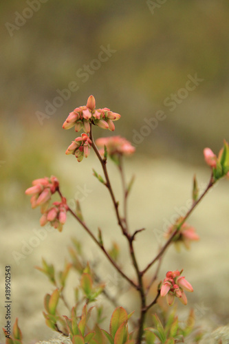Pink flower