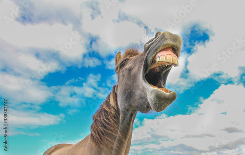 Horse