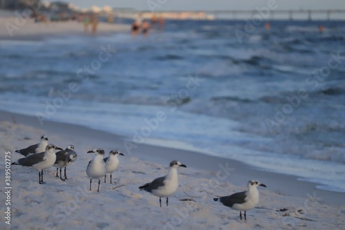 A flock of birds stands on the shore of the beach and looks at the sea  people are visible in the distance