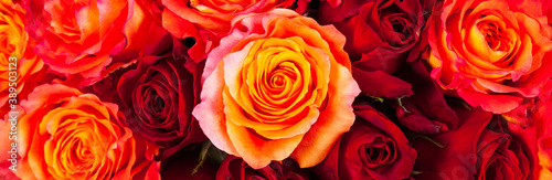 Roses Background. Selective and Soft focus.
