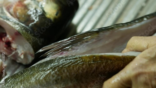 Cutting up raw fish. Cooking fish in the home kitchen. A woman peels and cuts a belan fish. Silver carp. Hypophthalmichthys molitrix. Chef cleaning silver carp in the kitchen photo