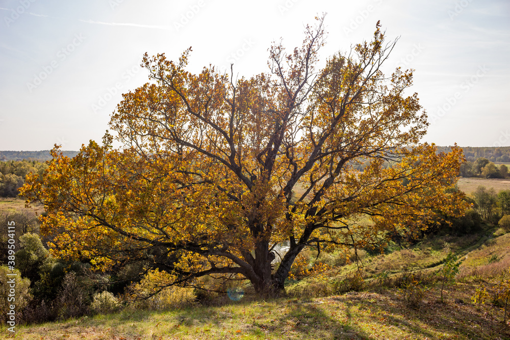 Spreading crown of an old oak tree on a picturesque slope, autumn nature
