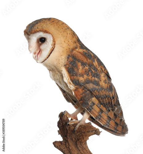 Beautiful common barn owl on twig against background