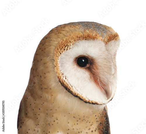 Beautiful common barn owl on white background, closeup © New Africa