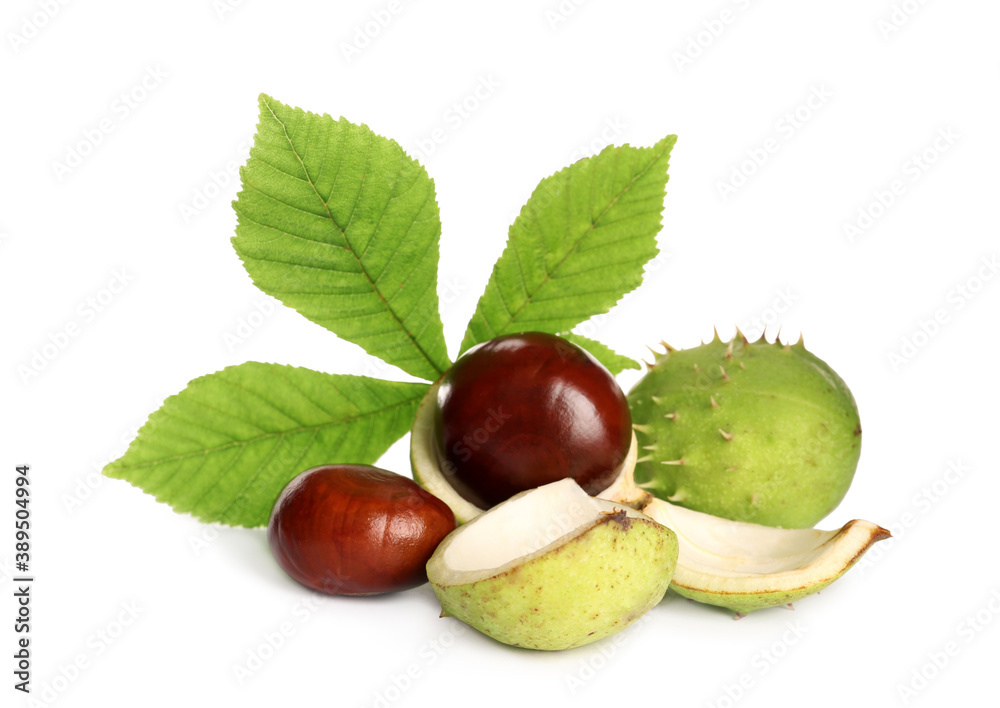 Horse chestnuts and tree leaf on white background Horse chestnuts and tree leaf on white background