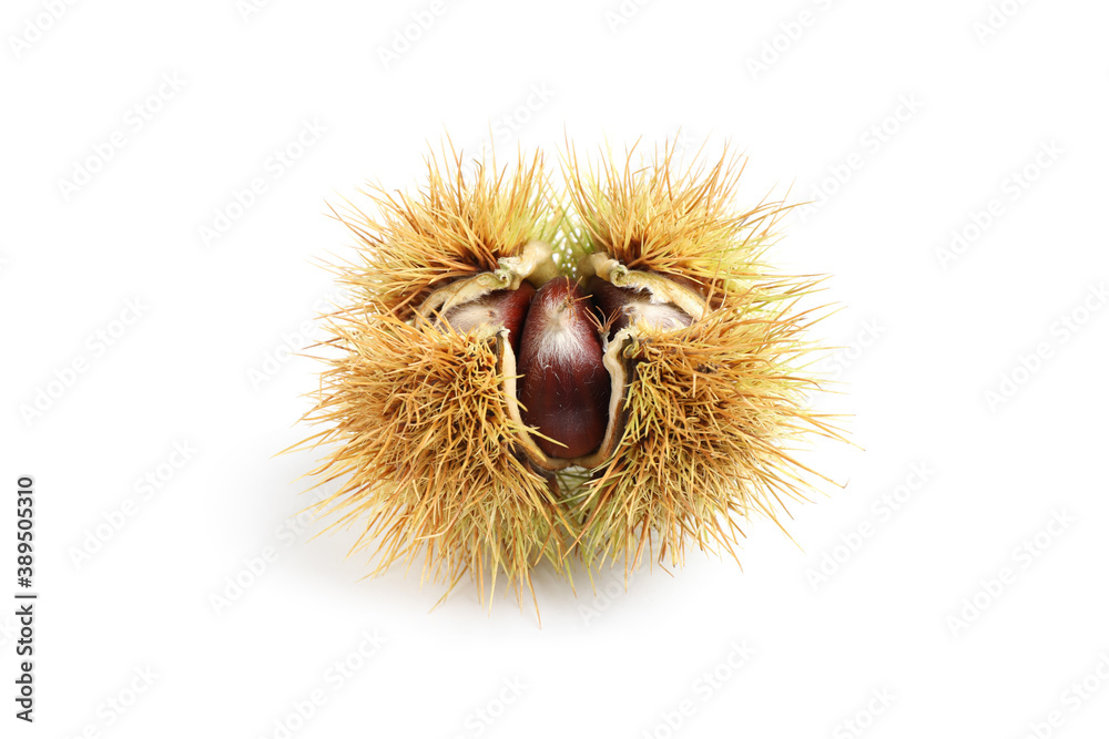 Fresh sweet edible chestnut in husk isolated on white Fresh sweet edible chestnut in husk isolated on white