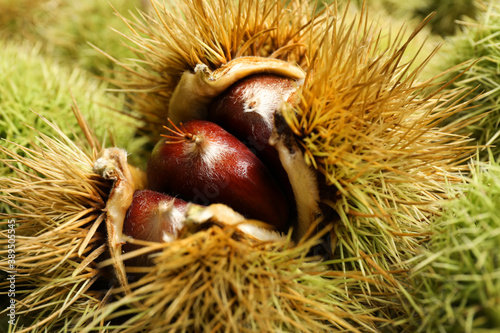 Closeup view of fresh sweet edible chestnuts