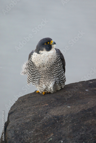 Peregrine Falcon Perched Atop a Cliff Overlooking the Hudson River In Alpine, NJ, USA