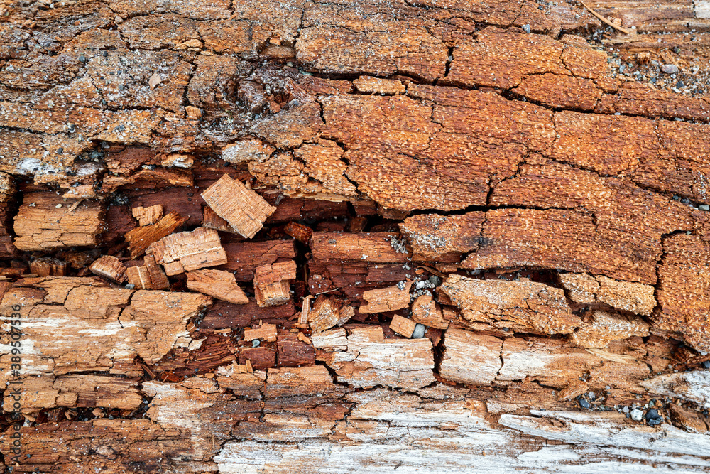 Detail of cracked dried bark on a piece of driftwood