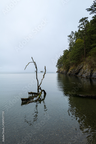 An anchored boat framed by floating driftwood at Watmough Bay  Lopez Island  Washington  USA