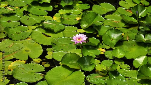 pink lotus flower in a pond balata garden Martinique nenuphar