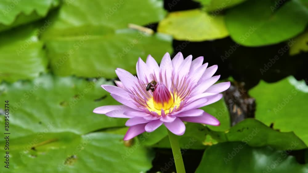 pink water lily with working honey bees pollinating Balata garden Martinique pink water lily with working honey bees pollinating Balata garden Martinique