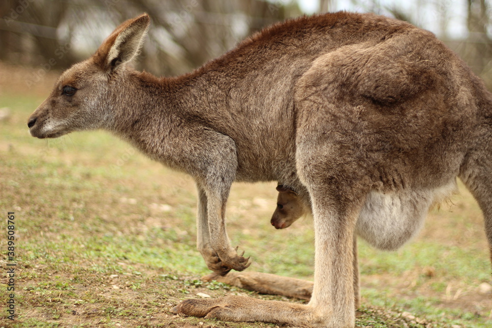 Portrait of Brown Kangaroo With a Joey Portrait of Brown Kangaroo With a Joey